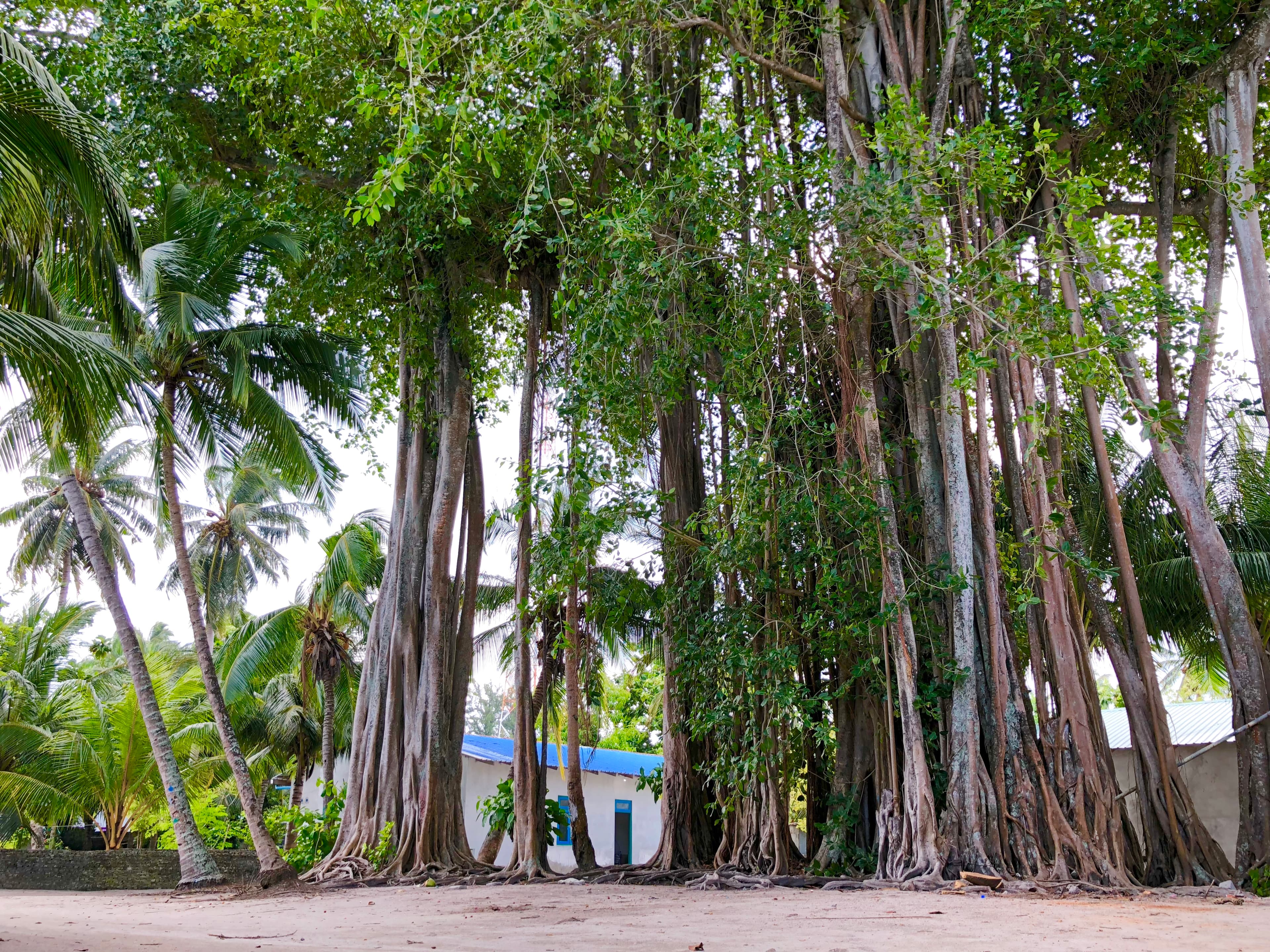 Banyan Tree